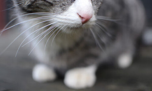 爱游戏综合娱乐-“极地奇景”——从雪山到海底的全球赛场亮点，极地海底世界冰雪乐园