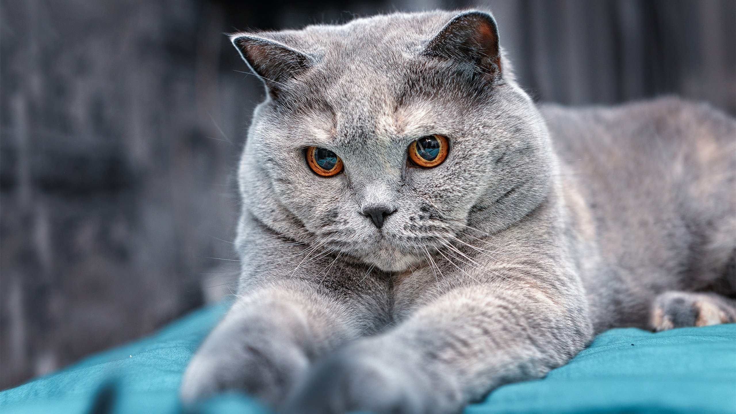 性别平等在电竞行业的逐步实现,女性选手展现风采,电竞男女差别