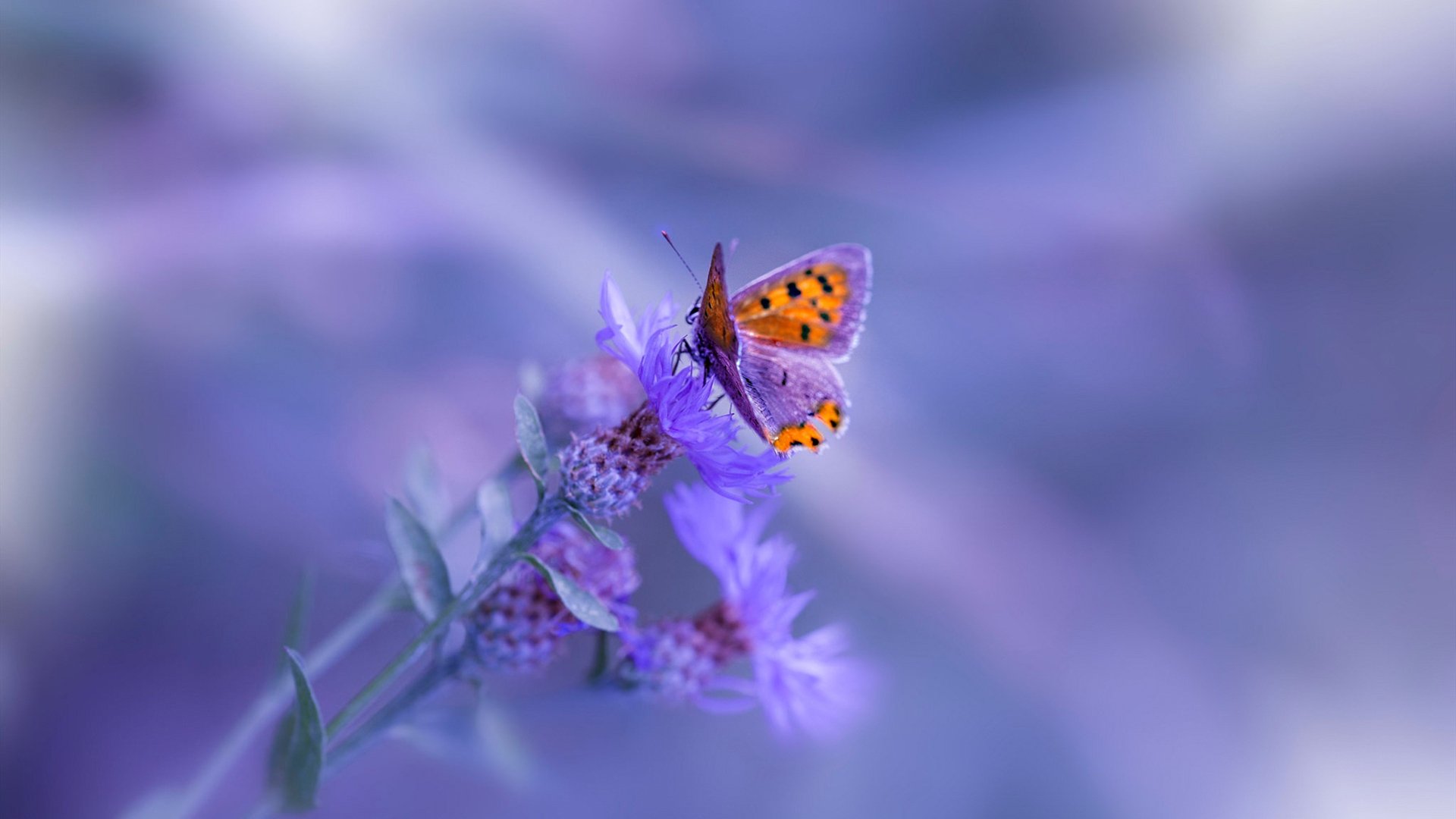 未来联赛:数字化、全球化一体,开启篮球新纪元,篮球未来篇14