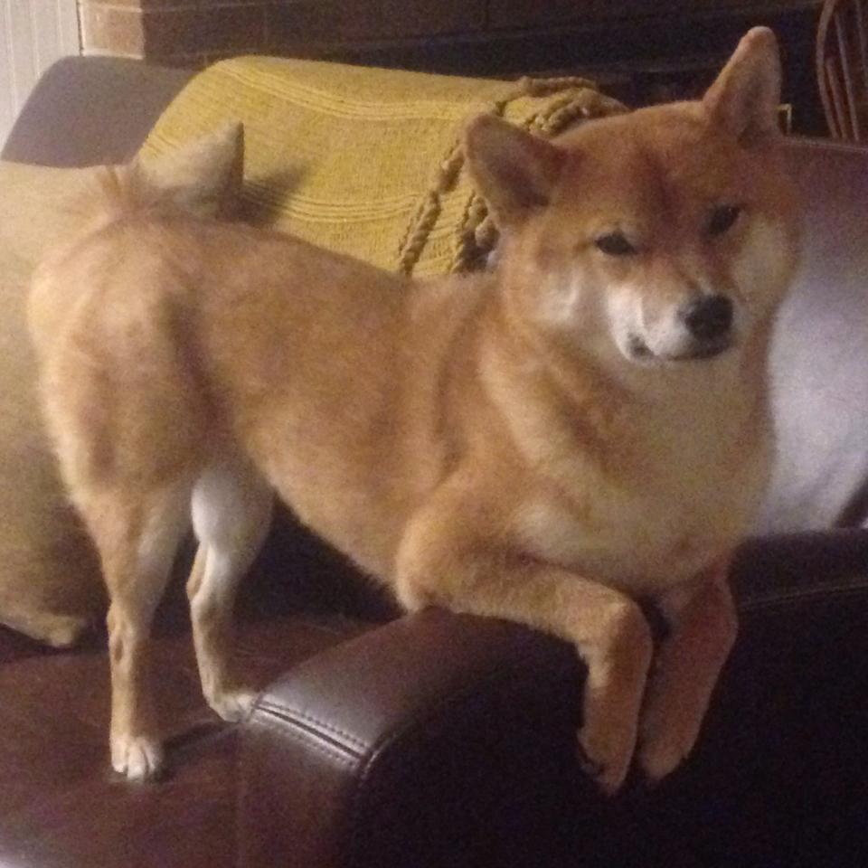 西部联盟新军崛起,灰熊本季黑马气质十足,西部灰狼