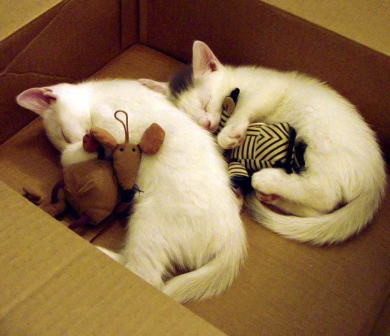 AYX GAMING-Aster赛区粉丝支持力度加大，aster.a战队