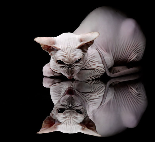 爱游戏官方网站-KPL选手转会市场动态，kpl转会期2021