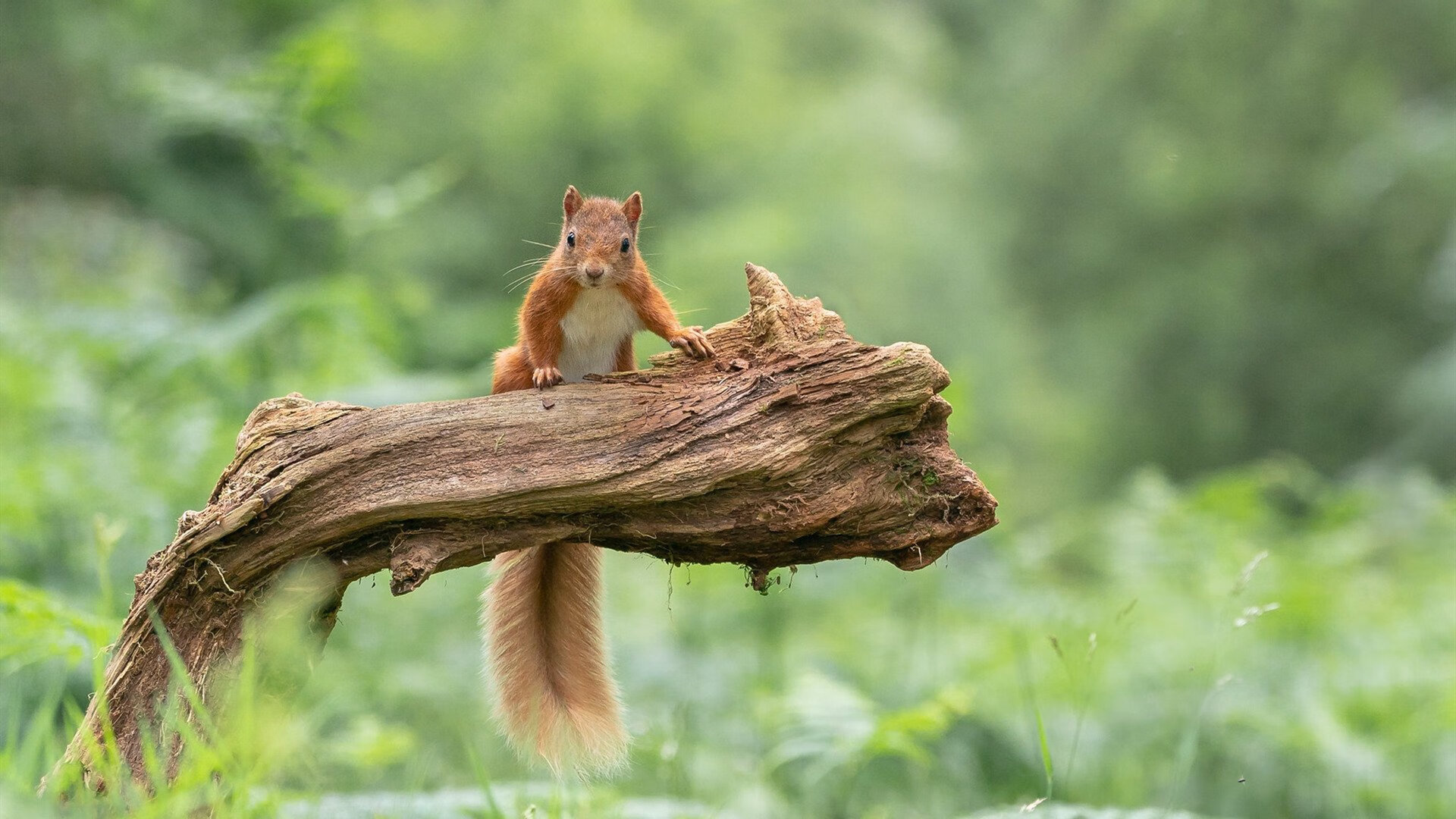 俄罗斯女足表现不俗,小组第一出线,俄罗斯女足赛程