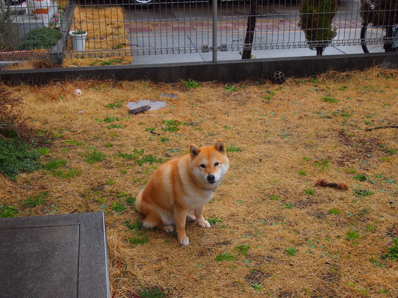 媒体报道足球反腐进展，呼吁透明，足球犯罪