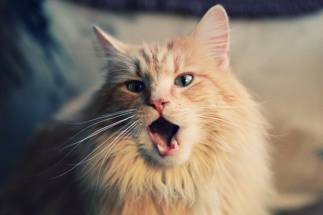 AYX体育-巴朗加国王替补阵容贡献稳定，巴朗集团