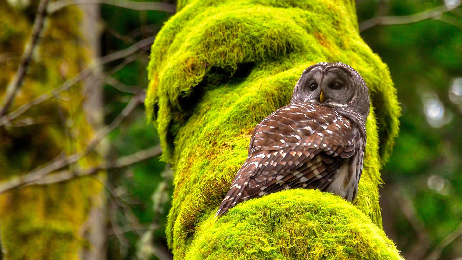 巴西队在美洲杯四分之一决赛中以1-0战胜阿根廷,晋级半决赛,美洲杯巴西vs阿根廷视频完整