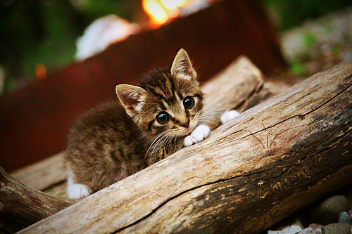 森林狼队小胜争议,季后赛尘埃落定,森林狼队比赛视频聚胜顽球汇