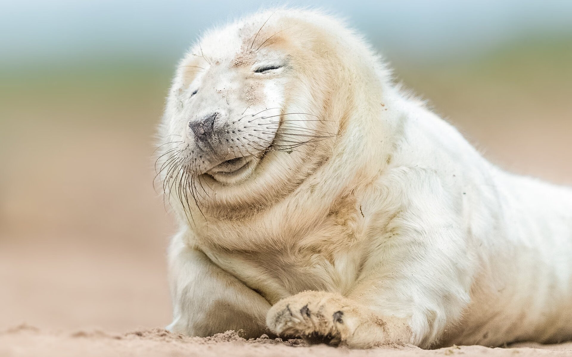 比利时马术协会建立马术运动伤害预防中心,保障运动员安全。,比利时马犬比赛视频