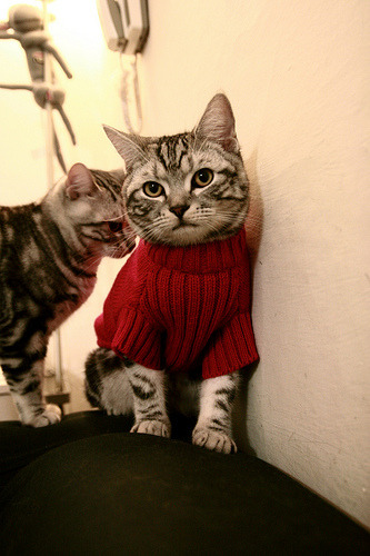 洛杉矶FC主场迎战西雅图海湾人,备受关注,洛杉矶fc对西雅图海湾人