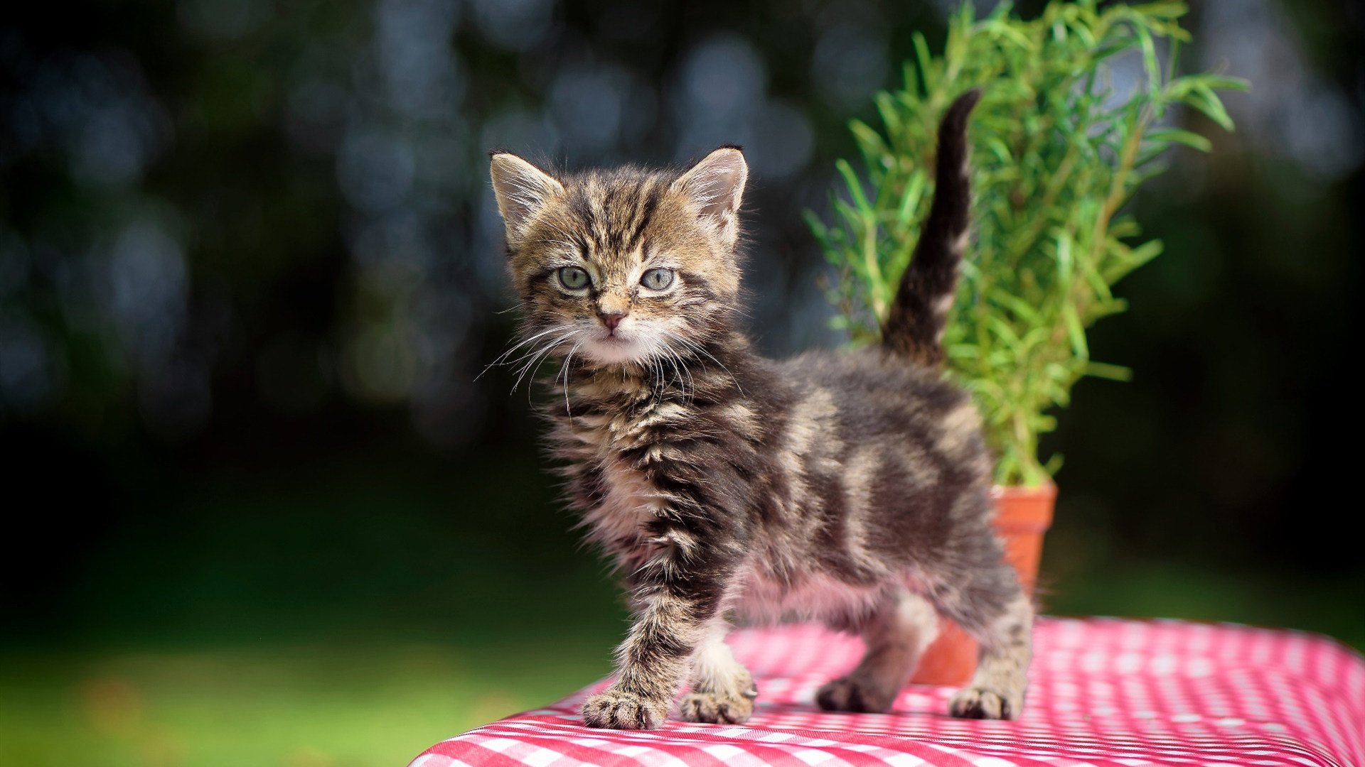 球员伤停期间是否应禁止商业活动,伤停补时进球概率