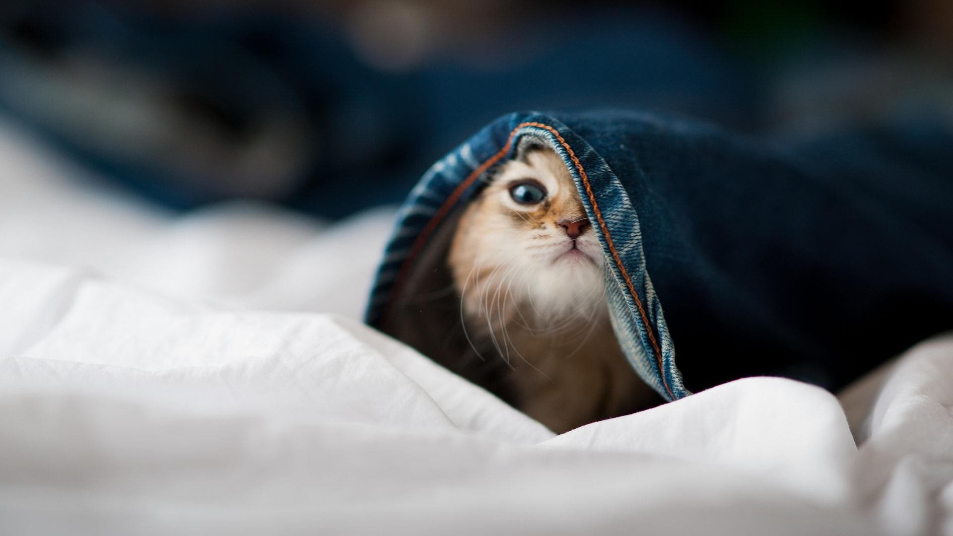 爱游戏app下载-球迷对赛事关注度提升，热情高涨，球迷对球队和运动的重要性是什么