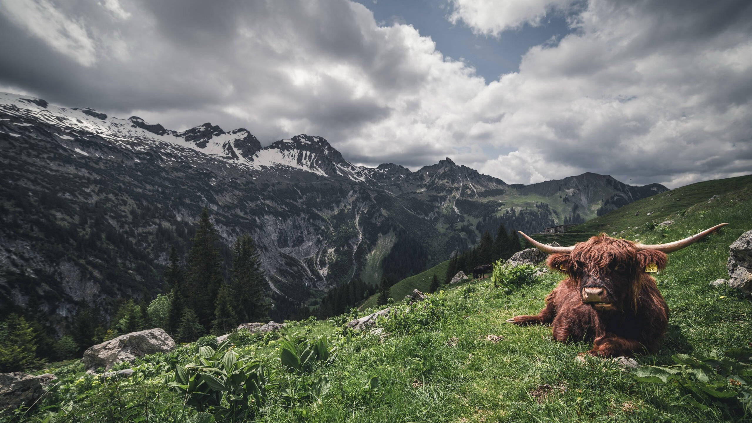 AYX体育-绿军球员全力以赴，为球队取得胜利贡献力量，nba绿军球员