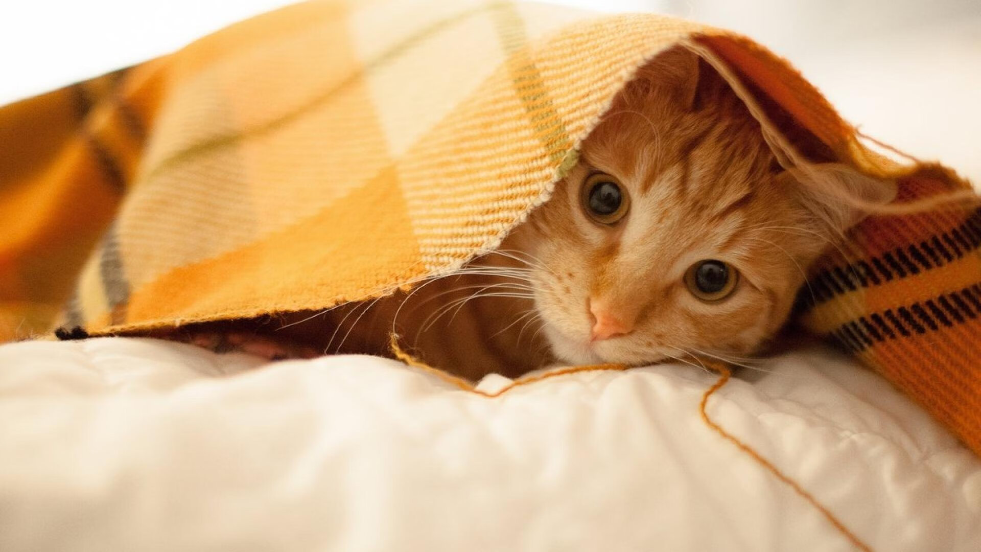 职业篮球运动员生活管理规范，职业篮球运动员的运动寿命