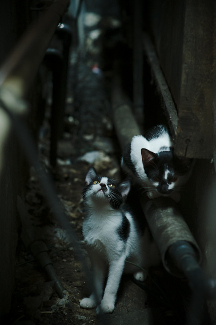 AYX GAME-黎巴嫩球队在亚洲锦标赛中实现逆袭，引人注目，黎巴嫩晋级12强赛