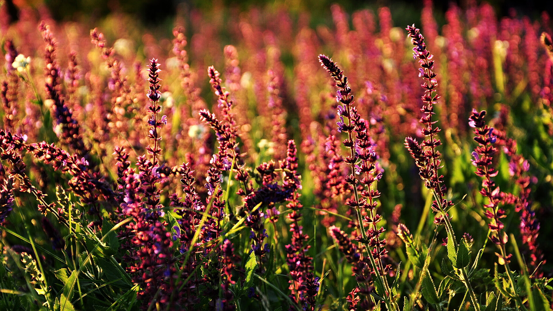 世界青少年搏击锦标赛中国群英尽展风采,青少年搏击公开赛