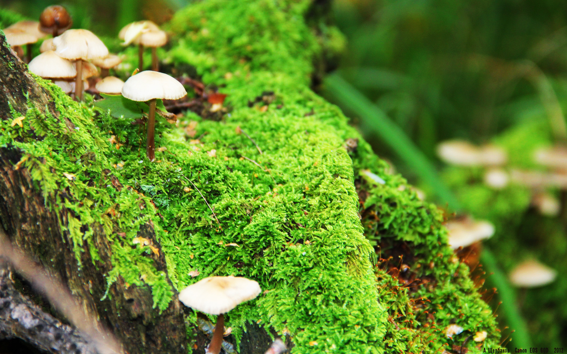 世界皮划艇锦标赛女子赛中国再度称雄,女子皮划艇世界冠军2021