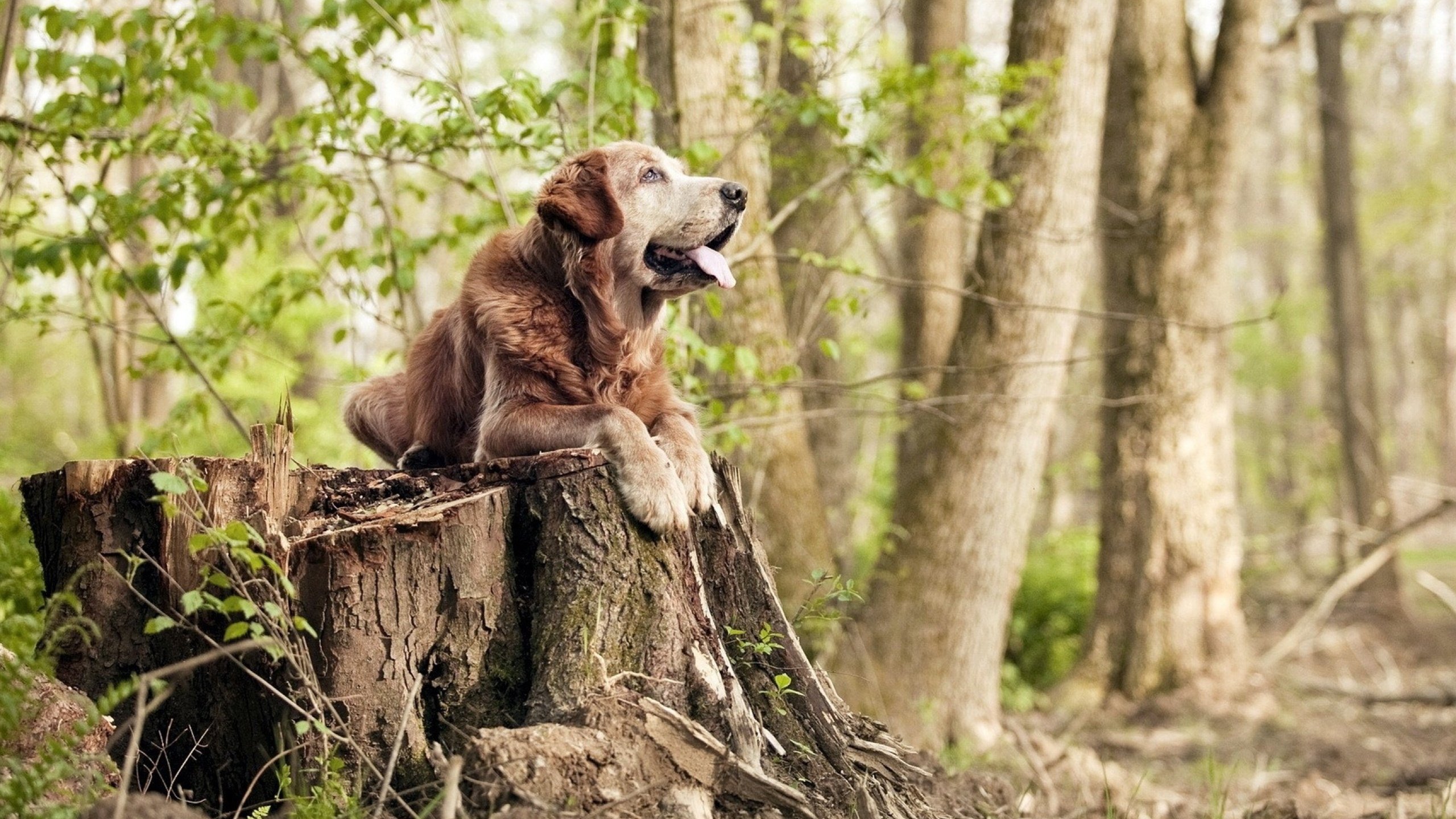 中国足球锋线组合类型及适配性,中国足球锋线组合类型及适配性是什么