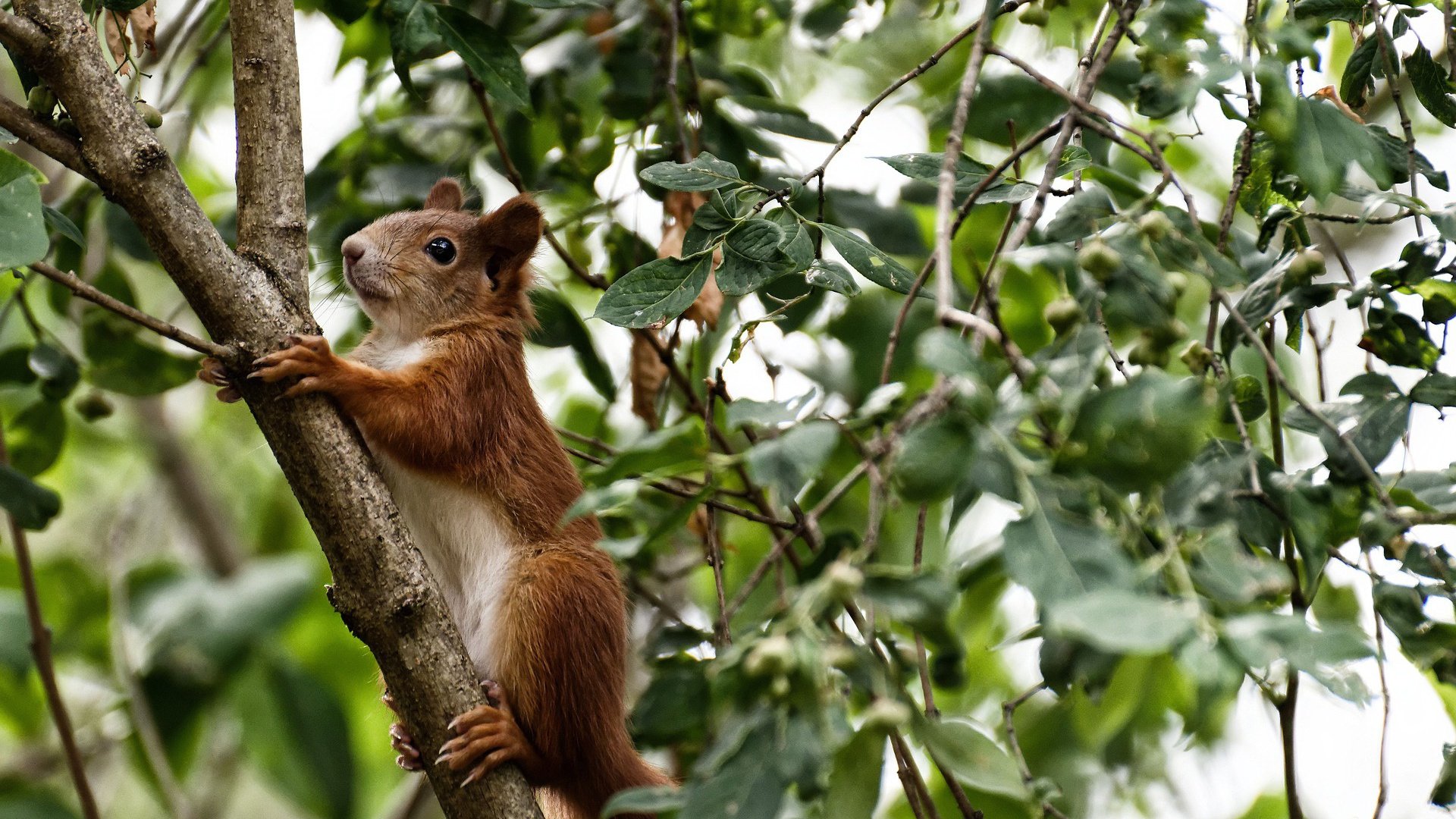 篮球运动员竞技心理适应性训练方法，篮球运动员竞技心理适应性训练方法有哪些