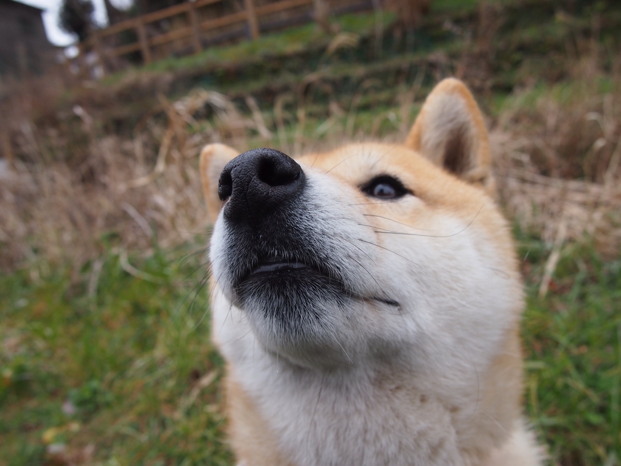 俱乐部世界杯夺冠，切尔西迈入新辉煌时代，切尔西世俱杯2021