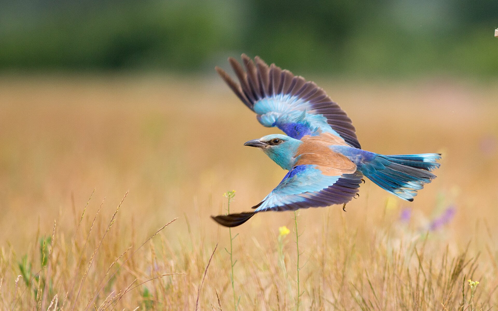 爱游戏娱乐网址-挡拆战术中的最佳搭档组合分析，挡拆战术配合的动作要领
