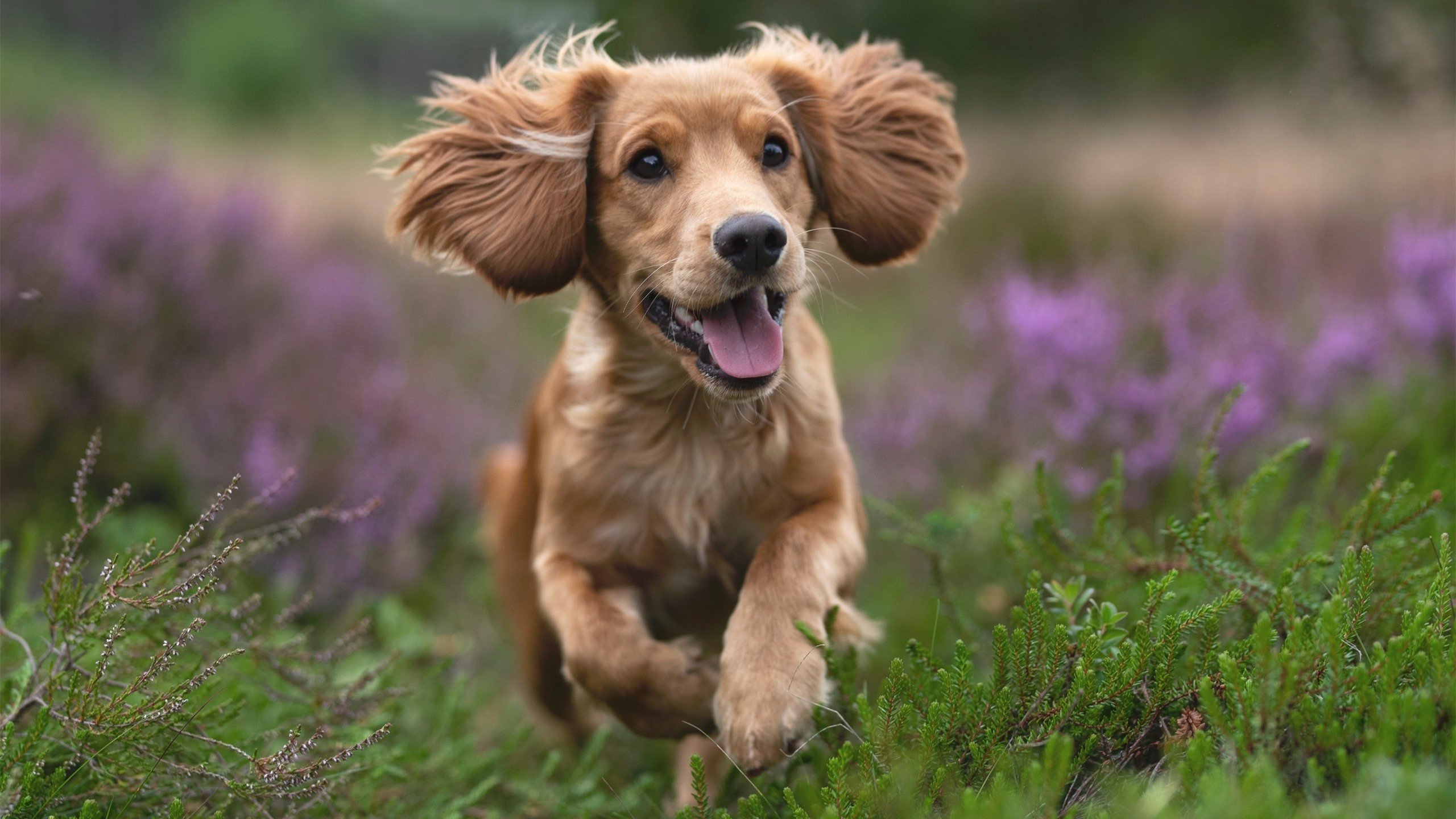 校园足球项目考核标准缺乏可复制性，校园足球项目绩效自评报告