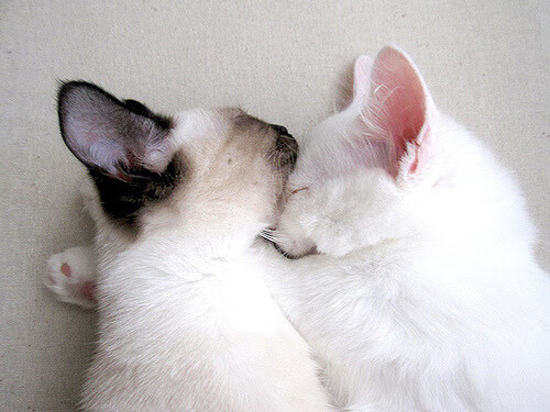 AYX GAMING-布克称团队信任是胜利基础，信任是一个团队建立的基础