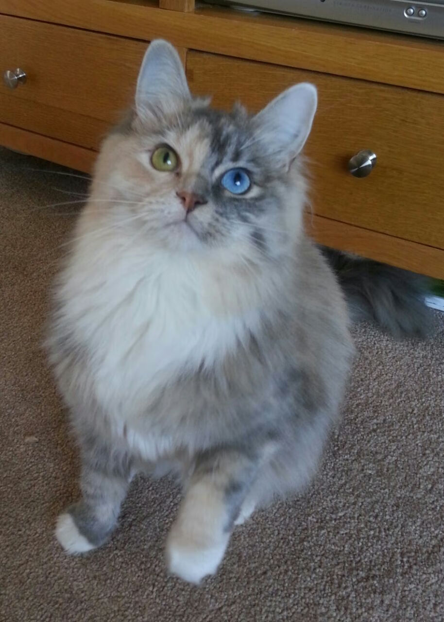 库里开设线上球技课开放报名,库里课程